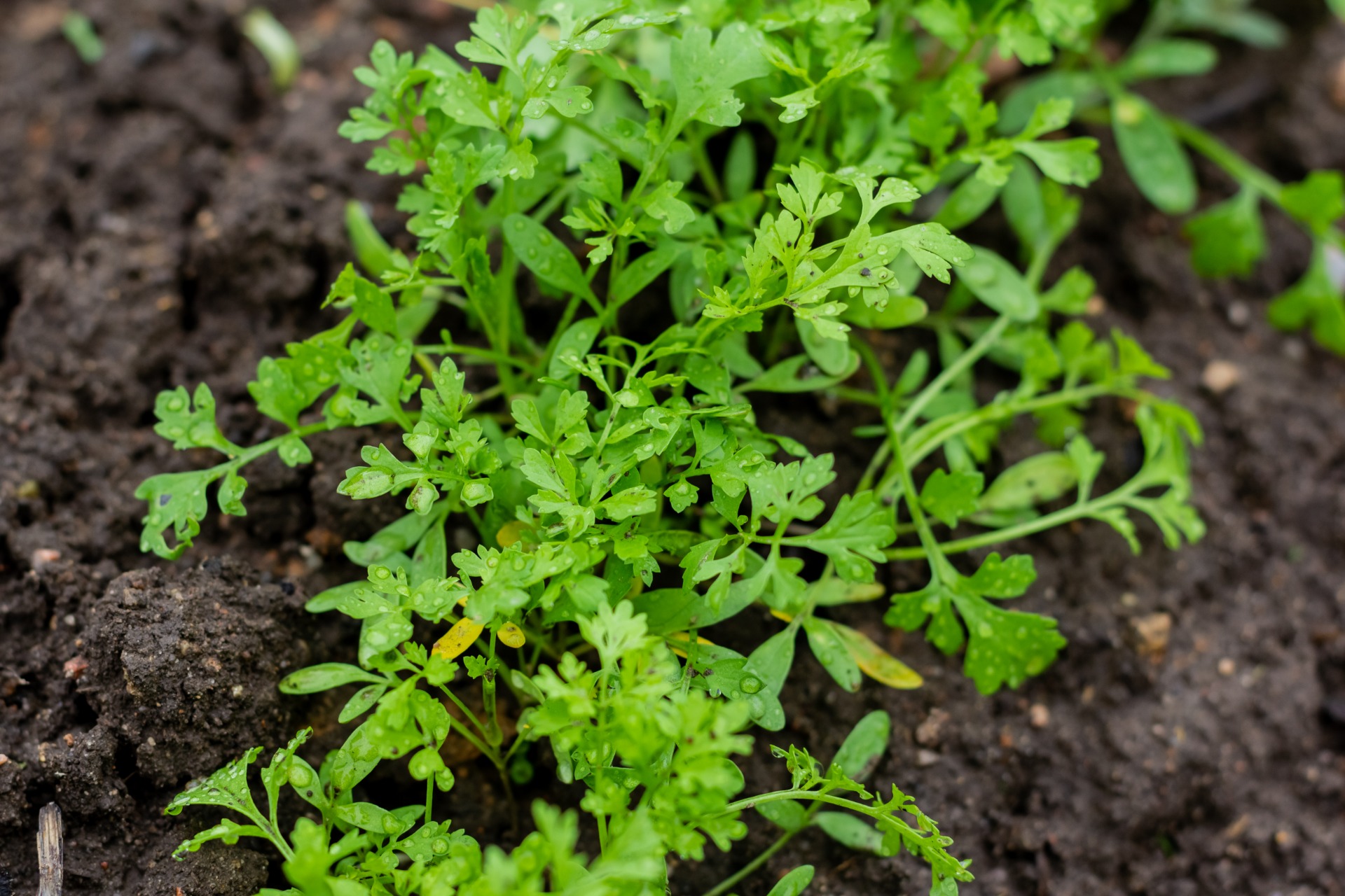 cilantro plants how to grow