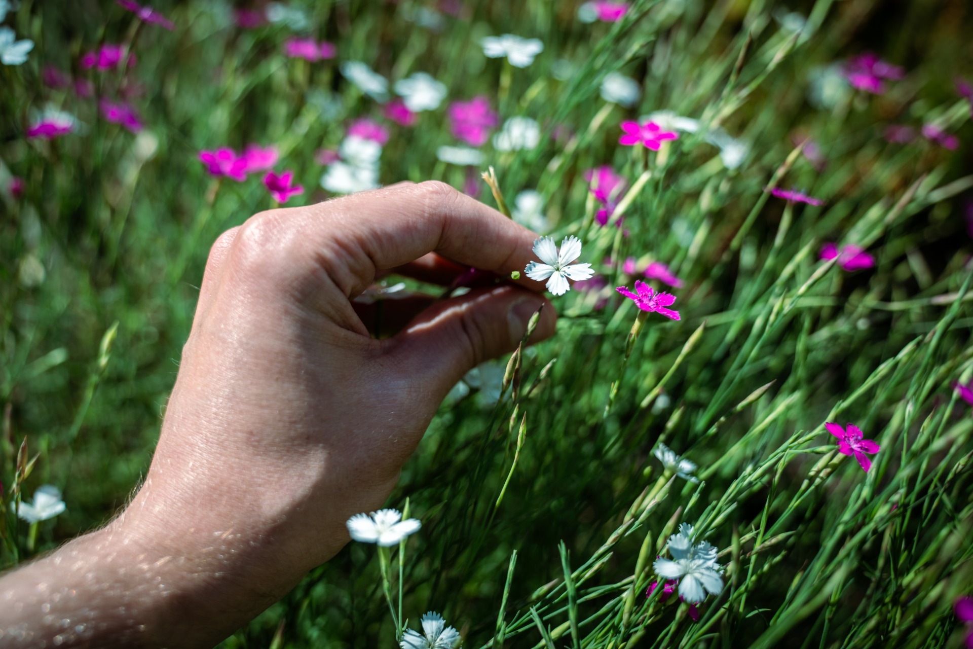 consider how the wildflowers grow