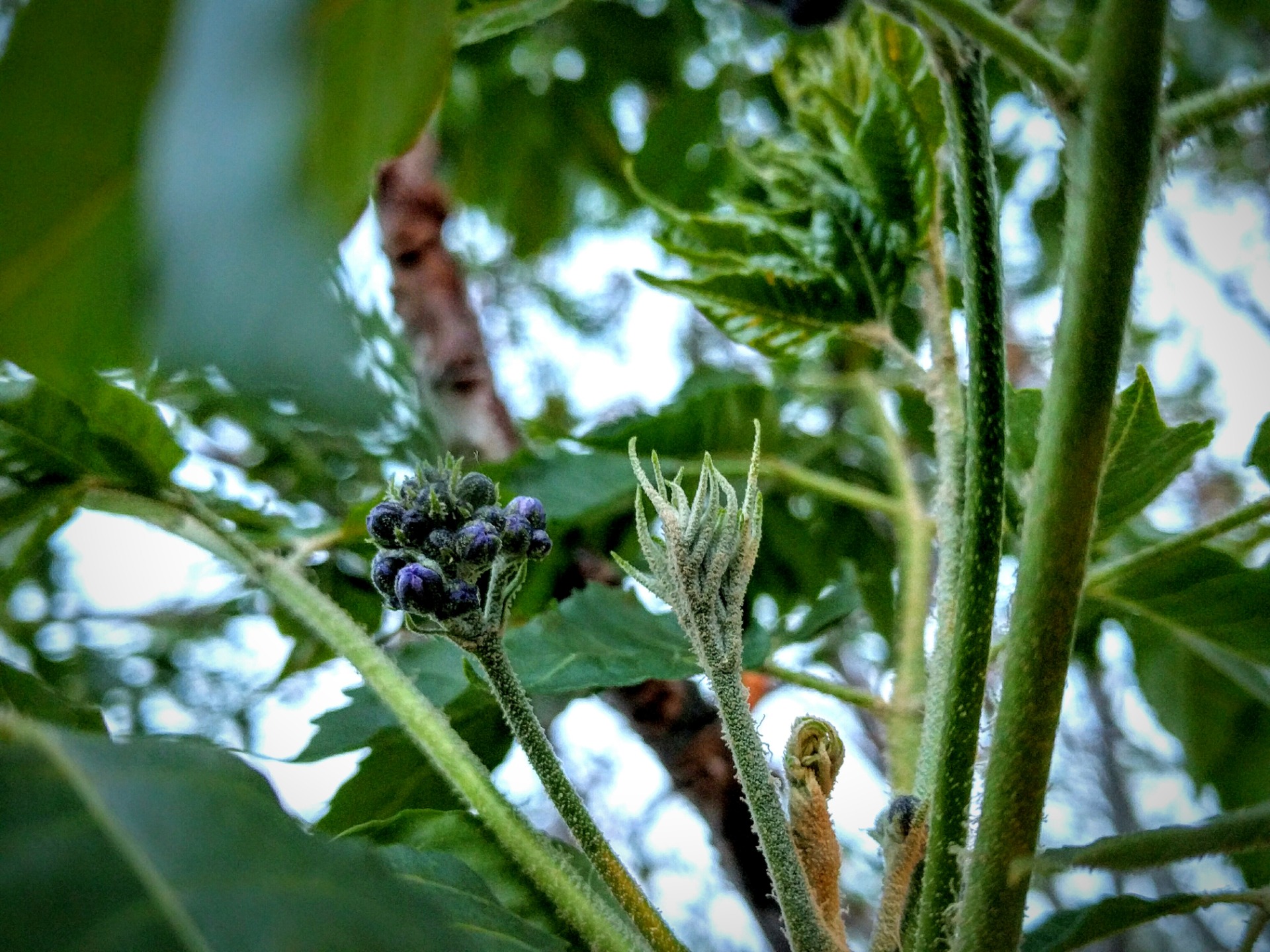elderberry plant how to grow