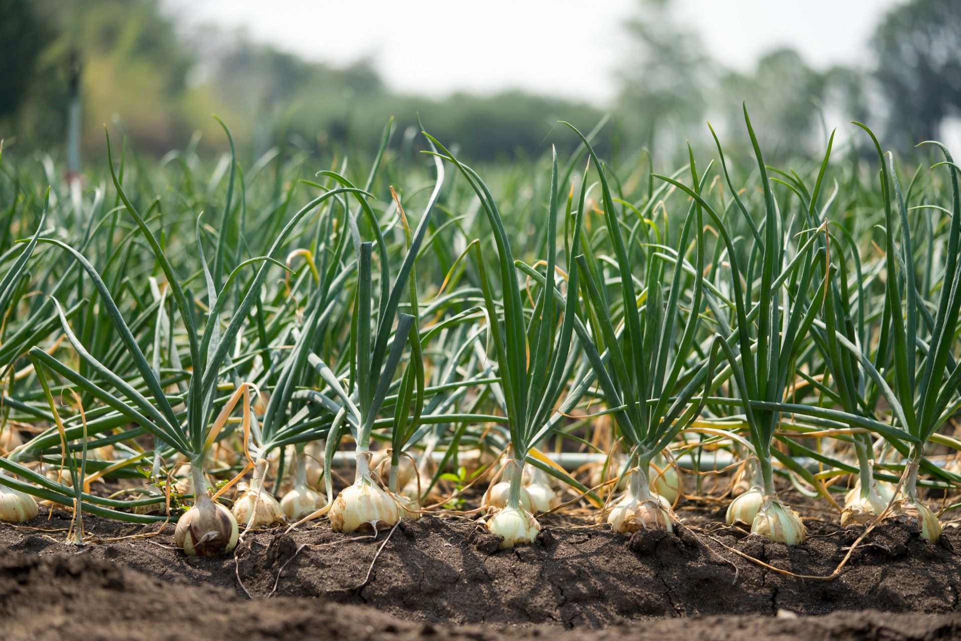garlic planting how to grow