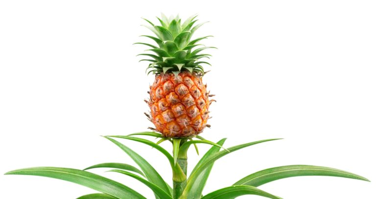 how to grow a pineapple from the top