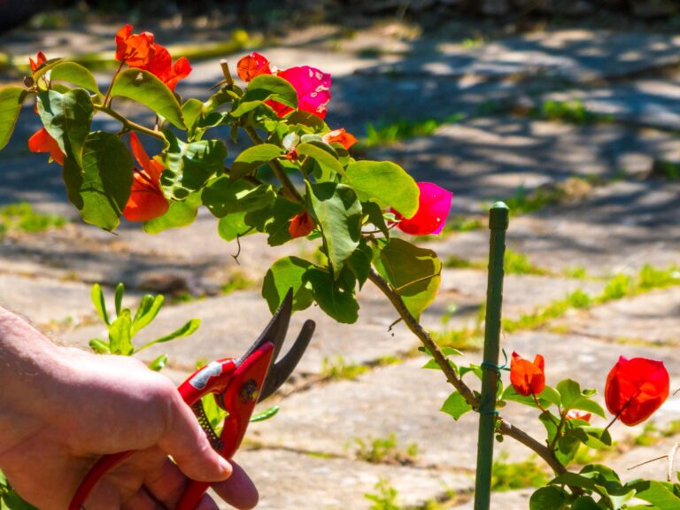 how to grow a rose from a stem