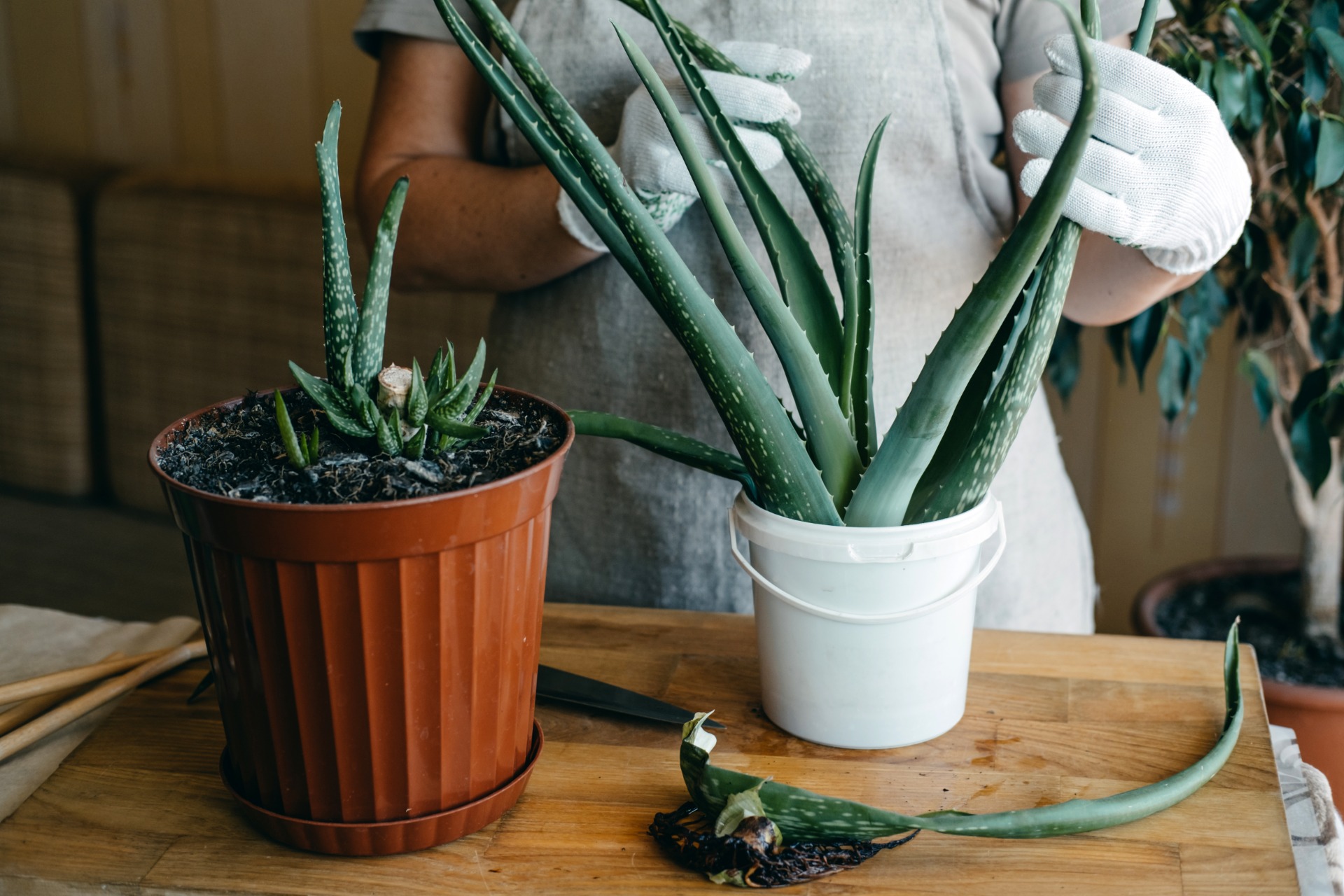 how to grow aloe vera plant