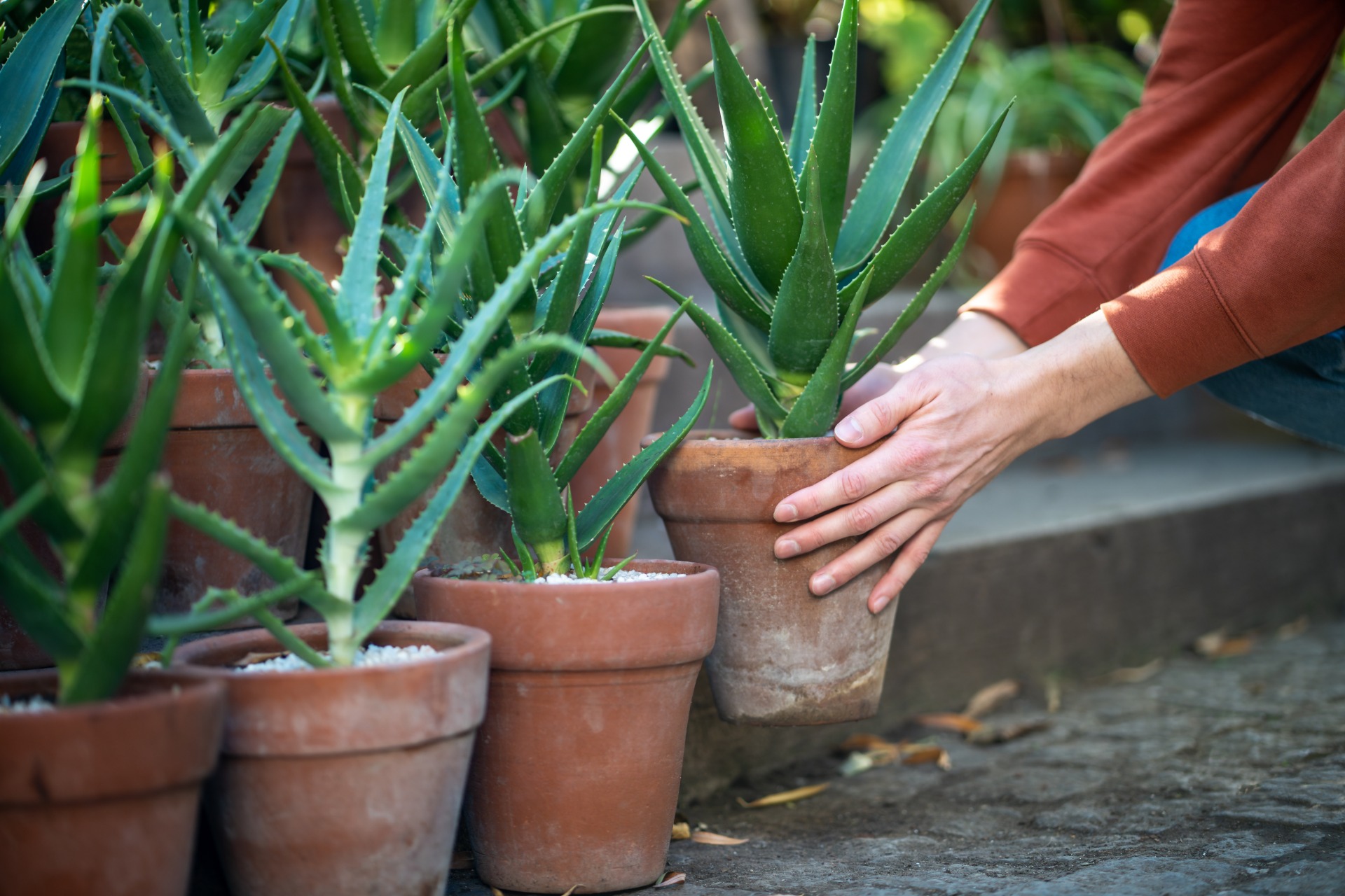 how to grow aloe vera plant from a leaf