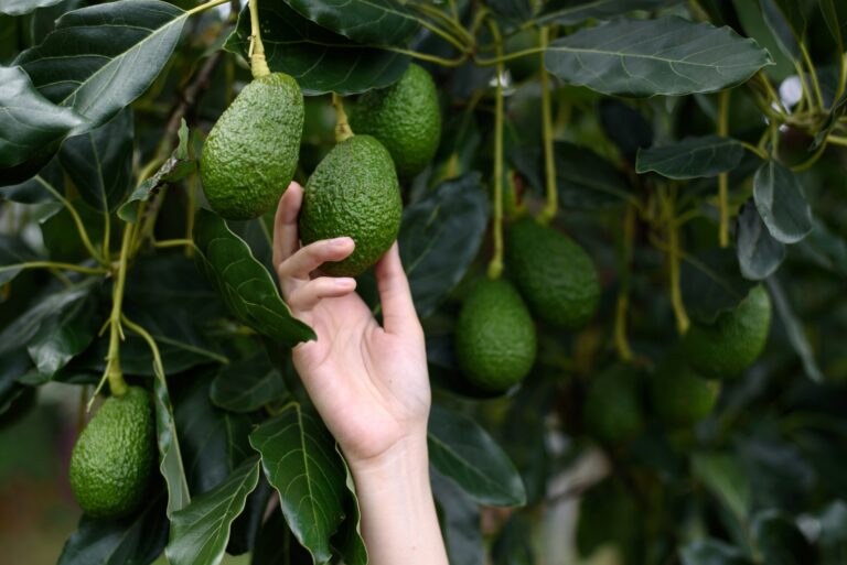 how to grow an avocado tree from a pit
