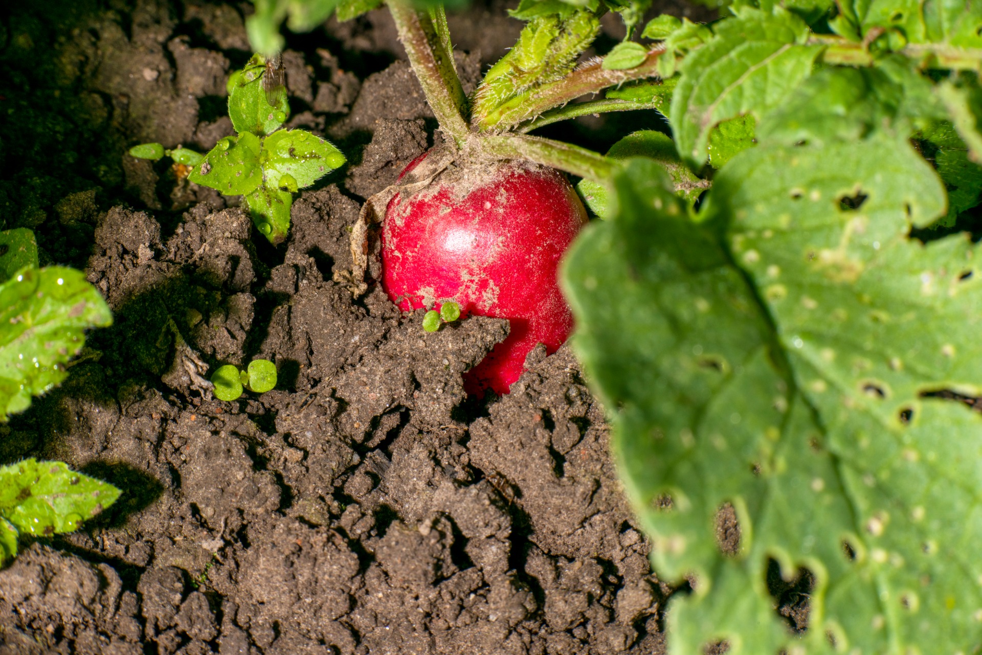 how to grow beets from seeds