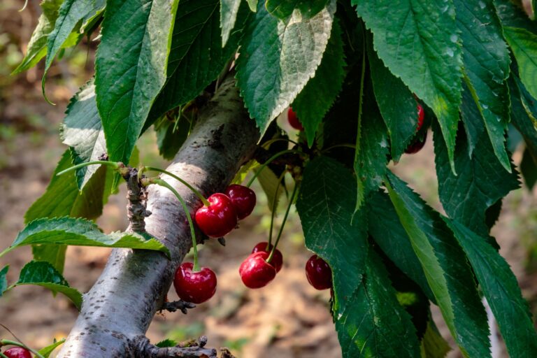 how to grow cherries