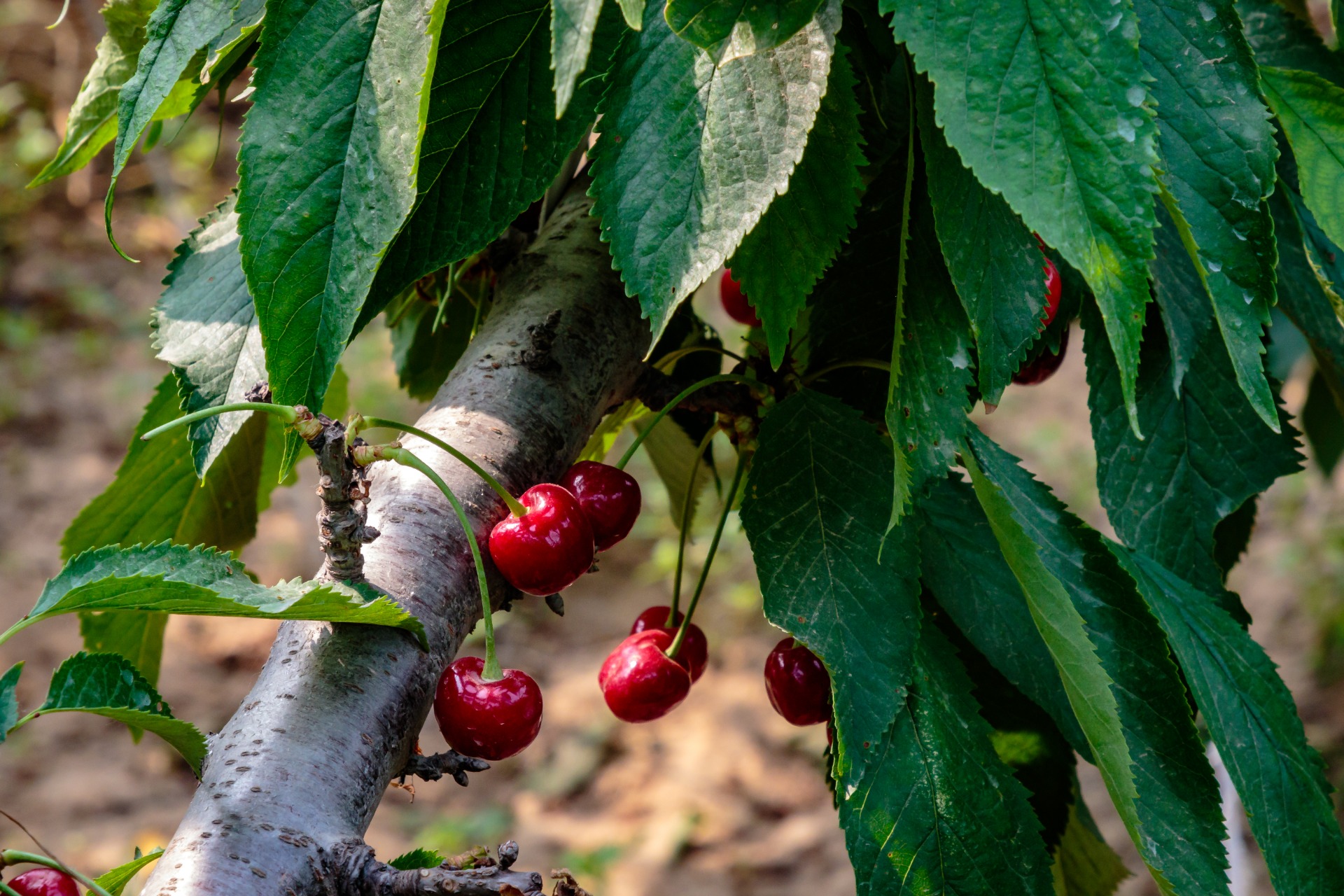 how to grow cherries