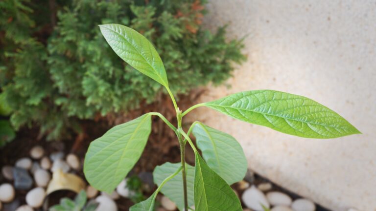 how to grow curry leaves plant
