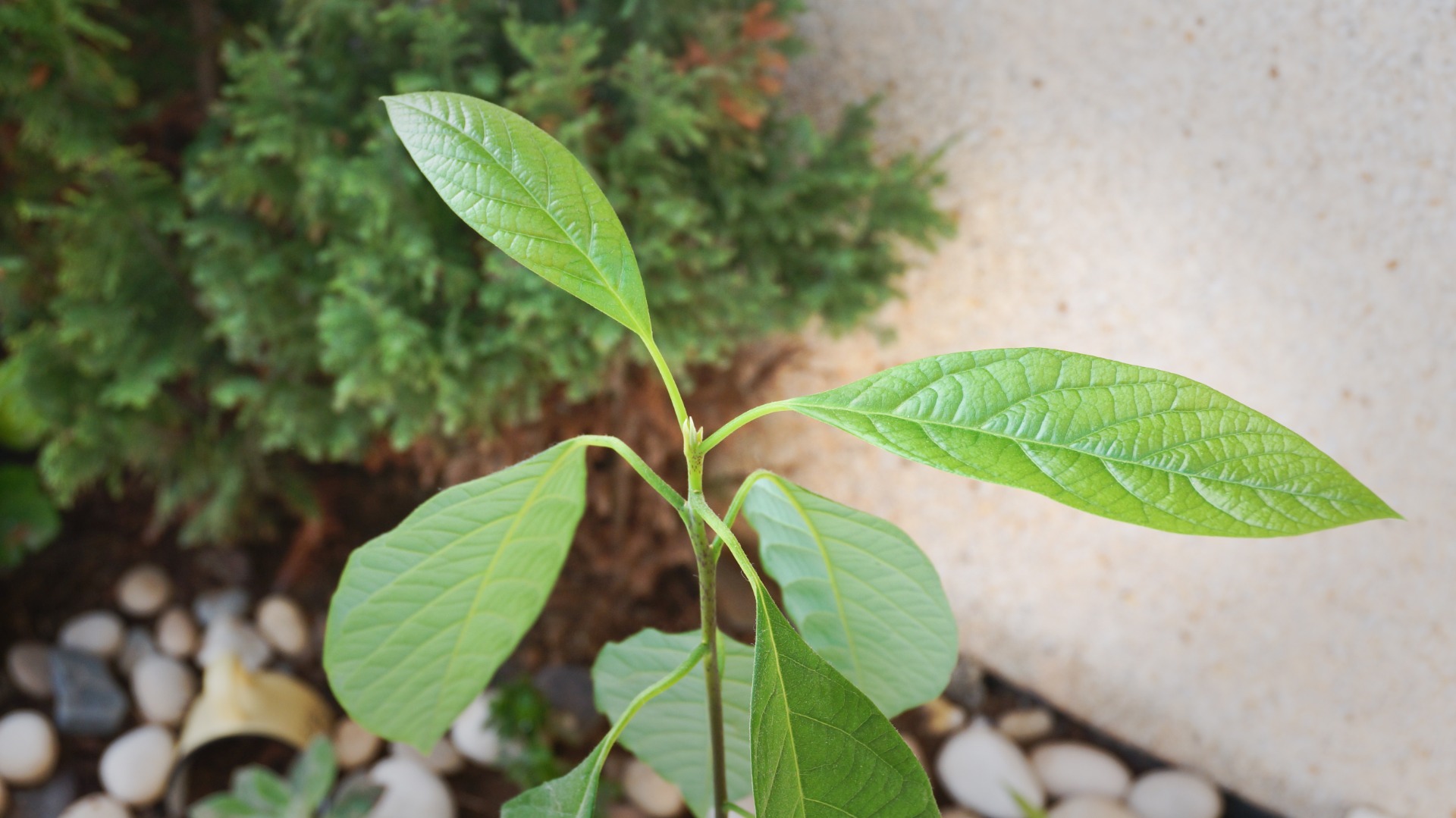 how to grow curry leaves plant