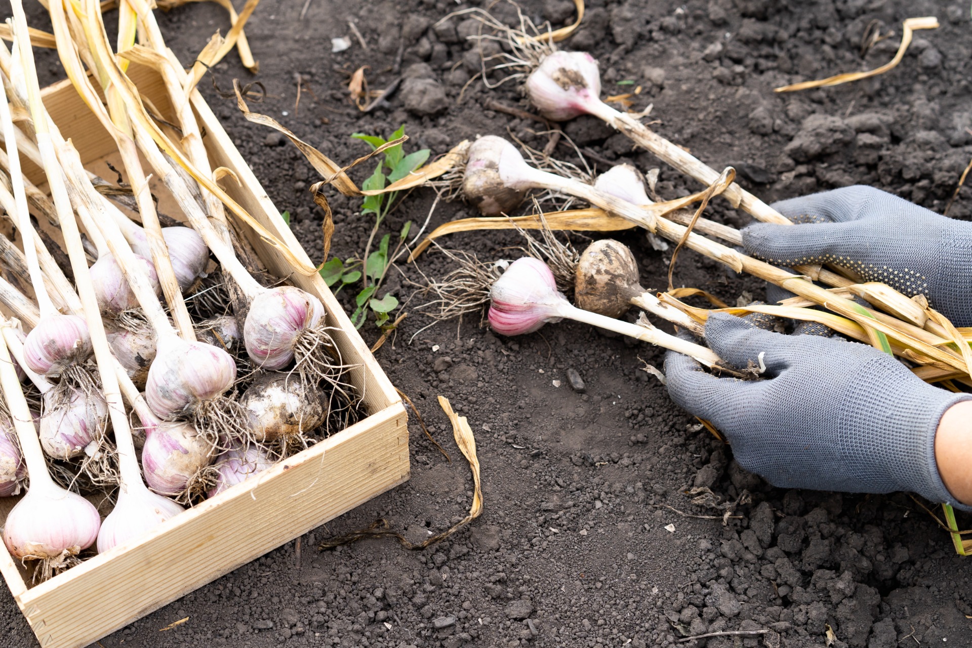 how to grow garlic from a clove