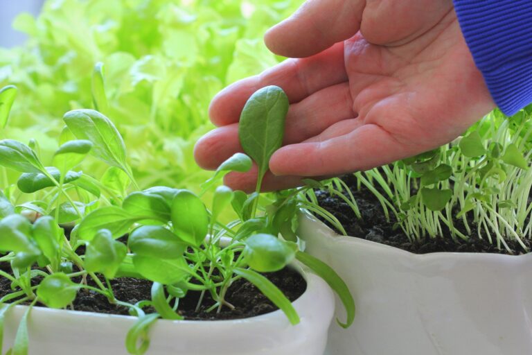 how to grow green beans