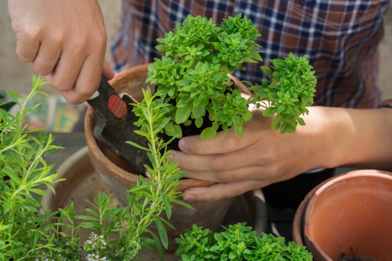 how to grow herbs