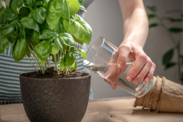 how to grow herbs in water