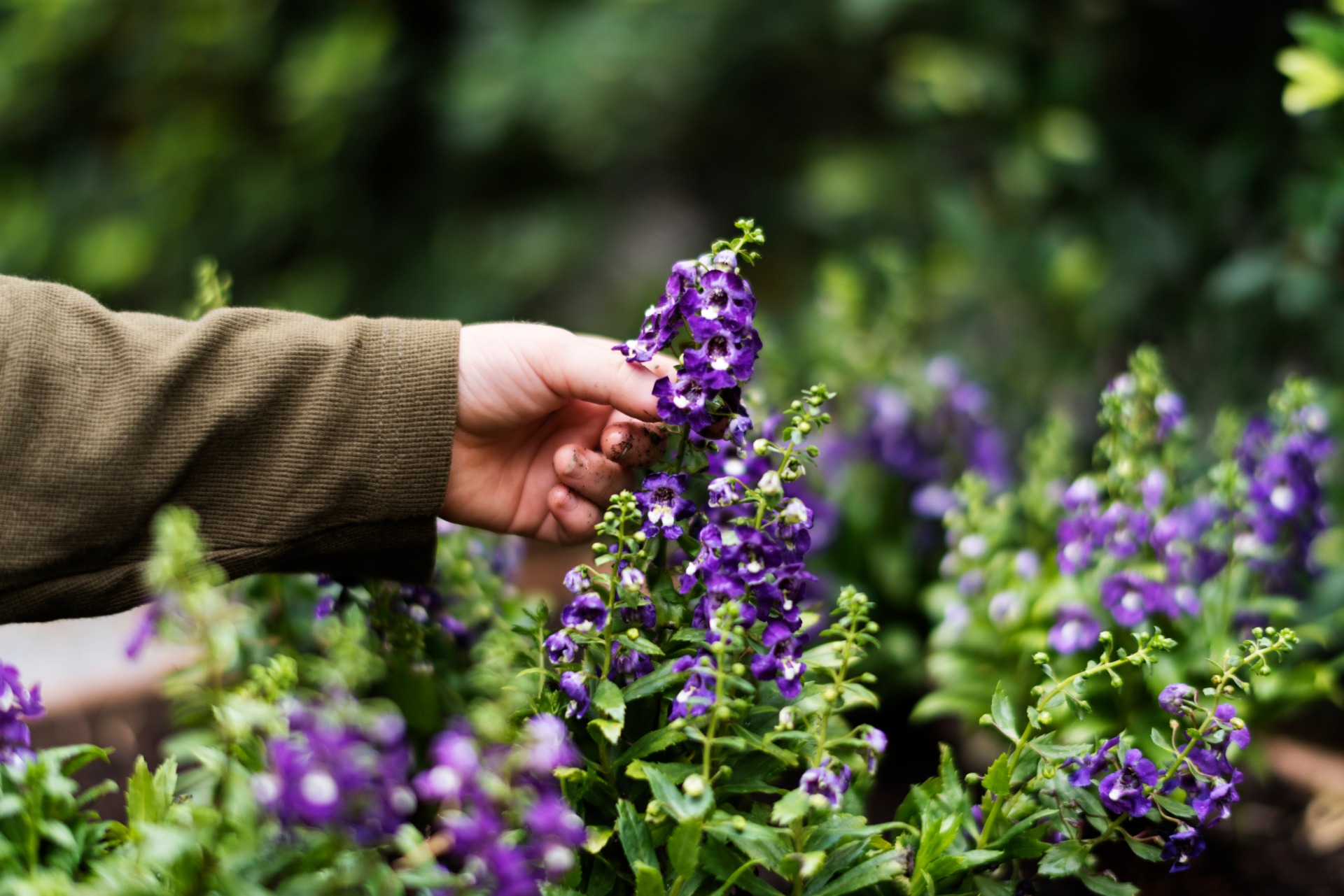 how to grow lavender