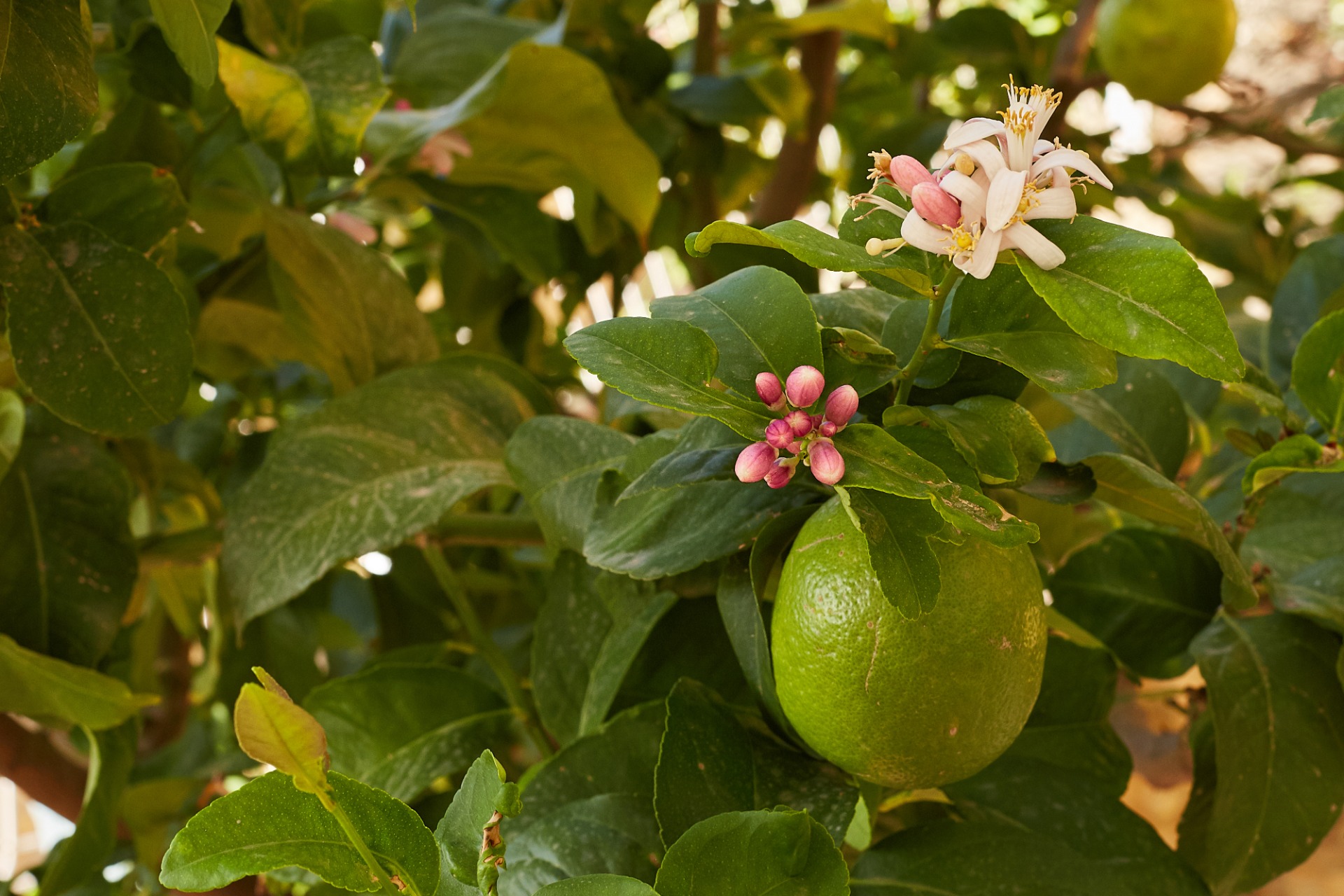 how to grow lemons from seeds