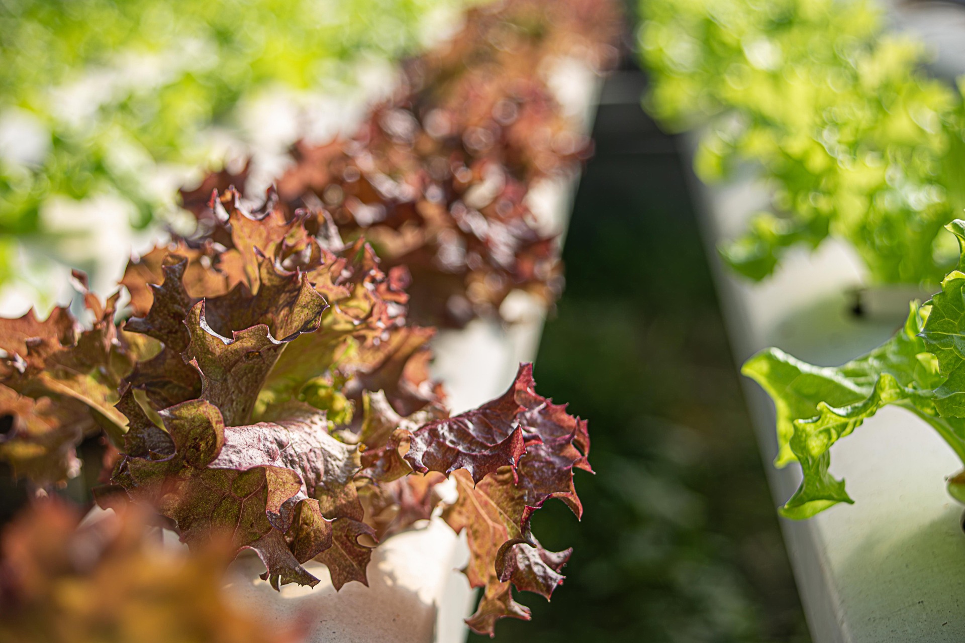 how to grow lettuce
