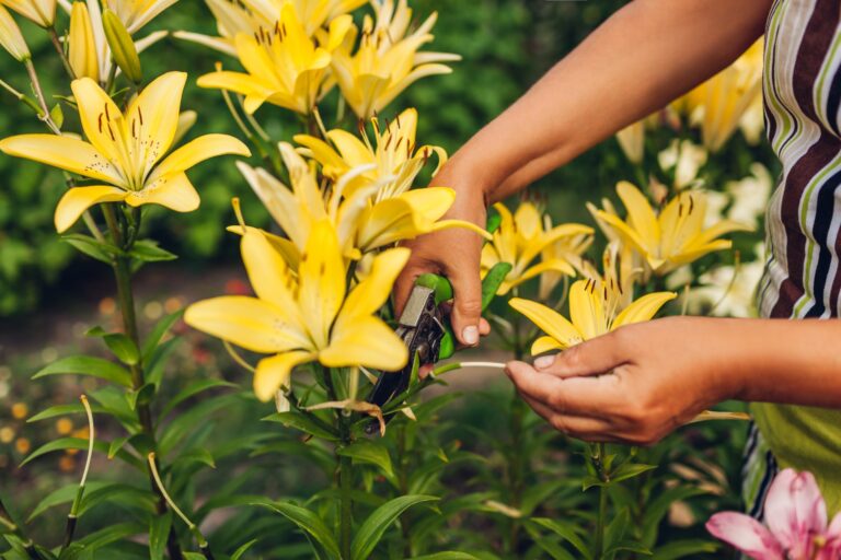 how to grow lilies