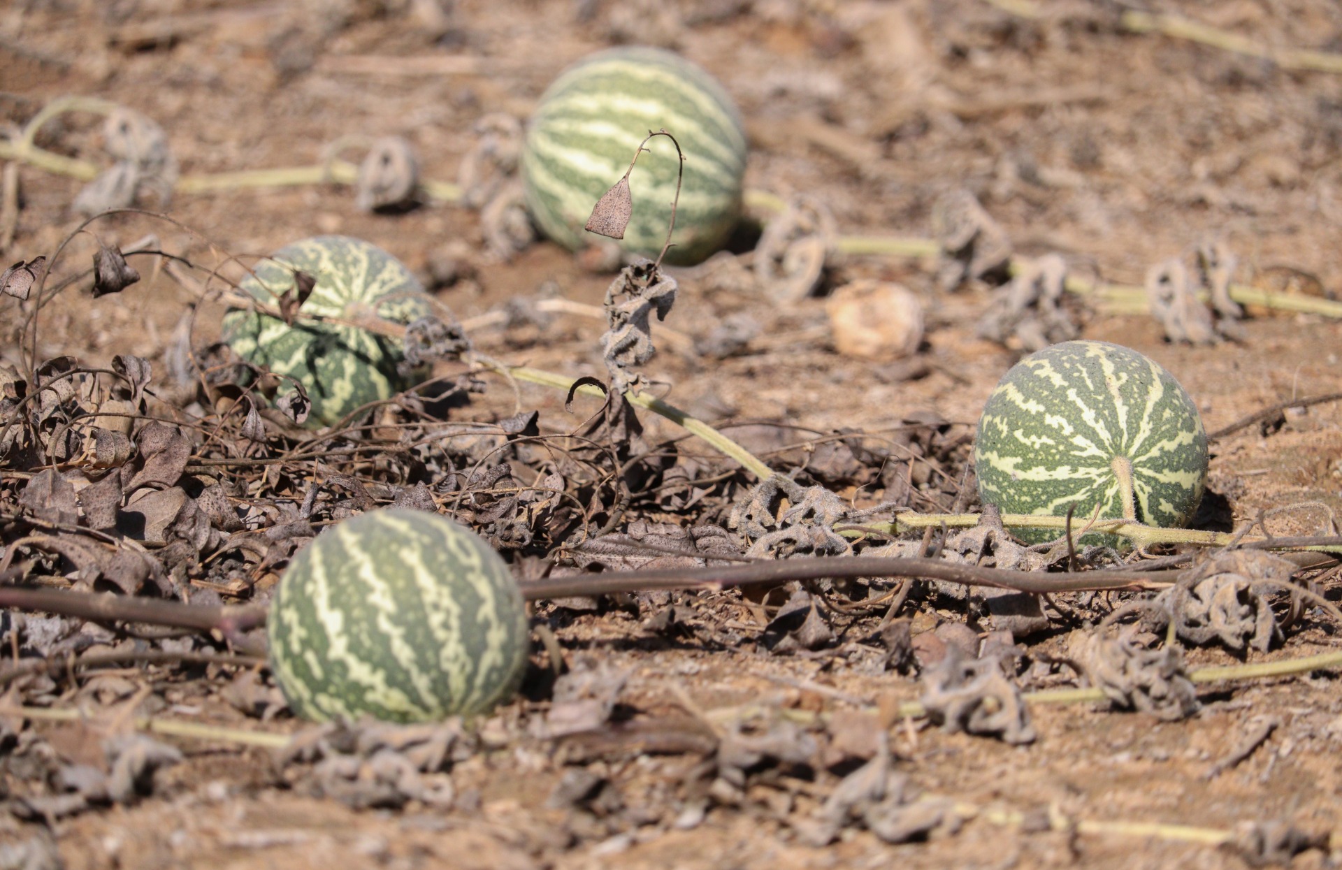 how to grow melons