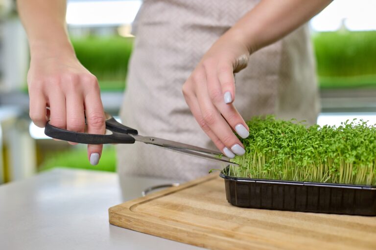 how to grow microgreens