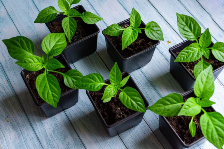how to grow mint
