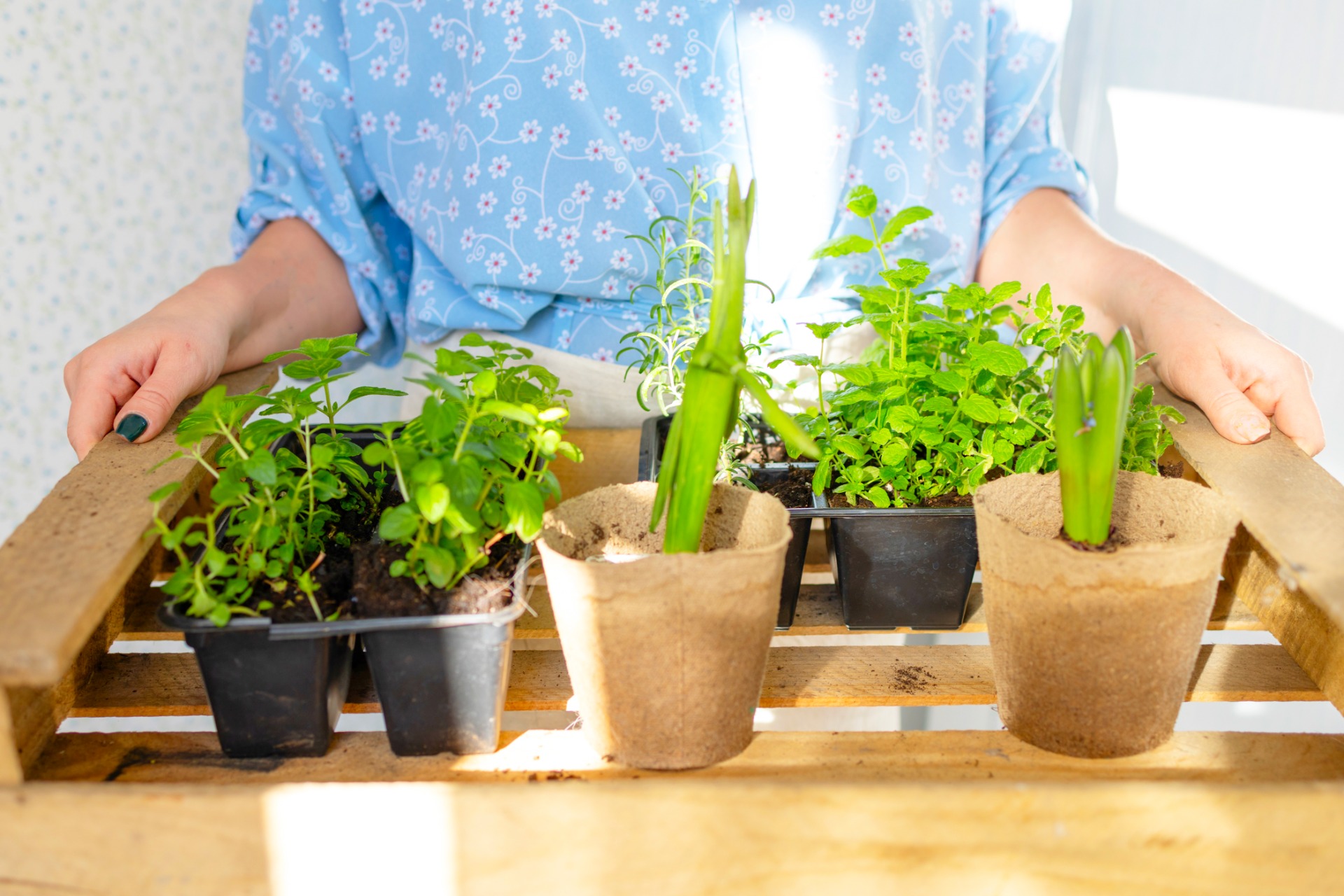 how to grow mint at home