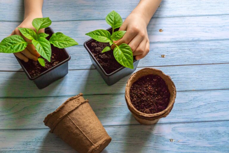 how to grow mint in a pot