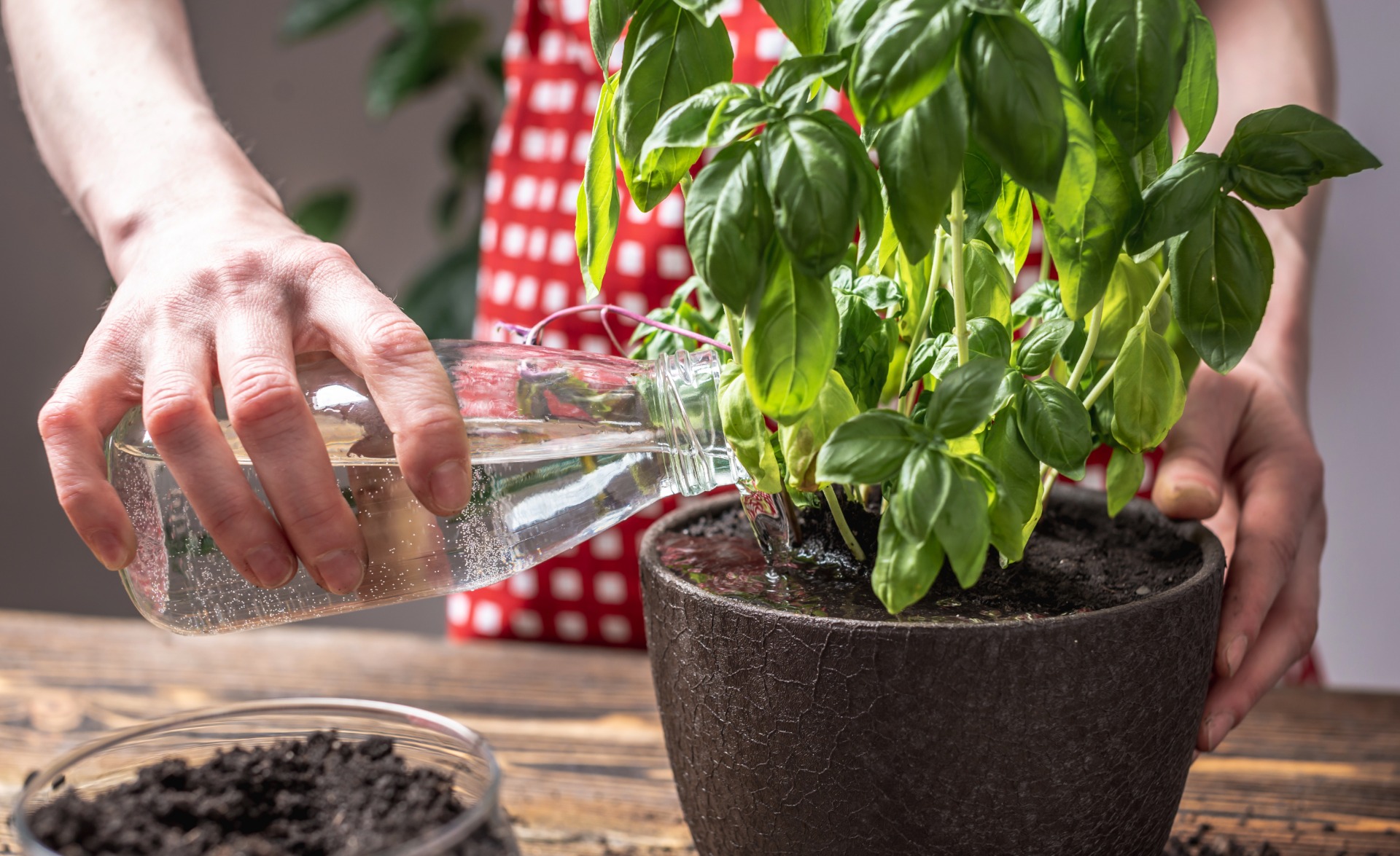 how to grow mint in water
