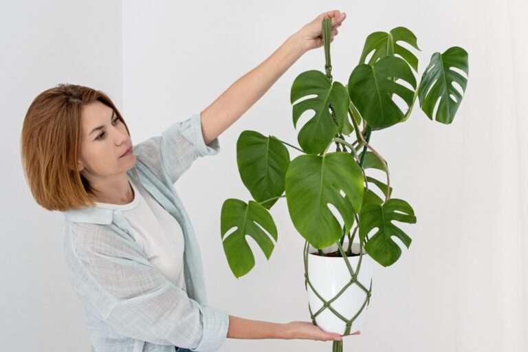 how to grow monstera plant