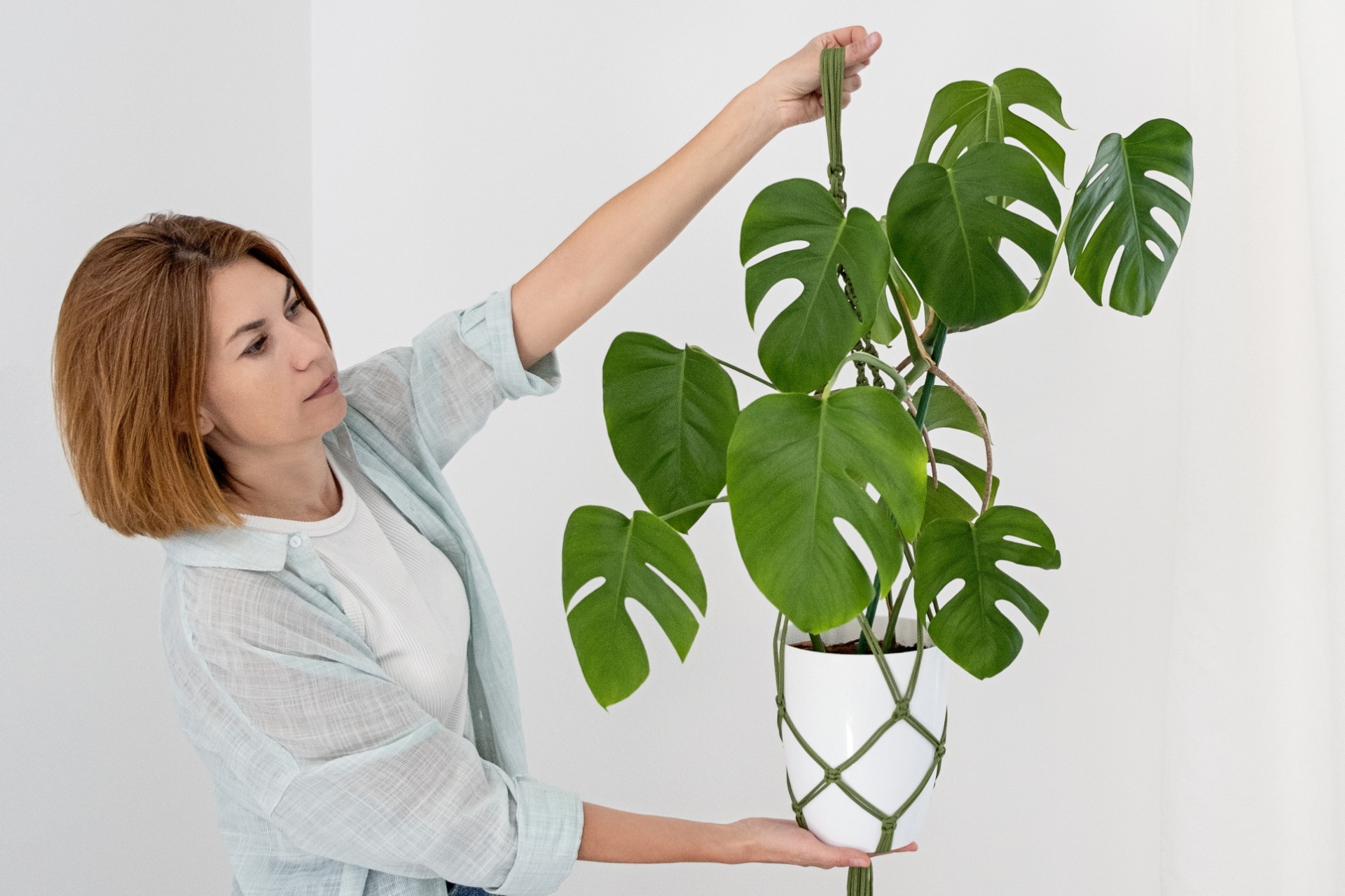 how to grow monstera plant