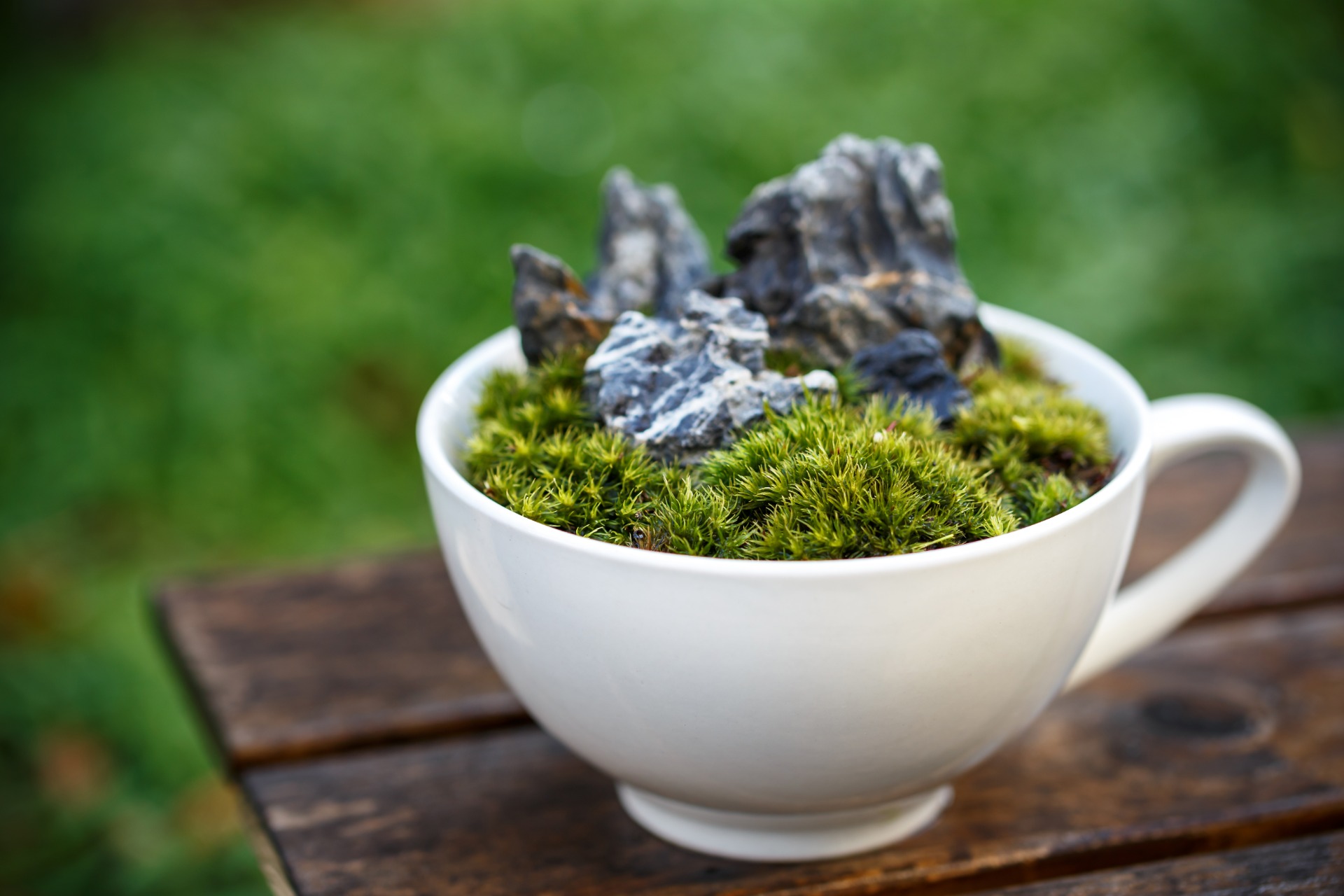 how to grow moss