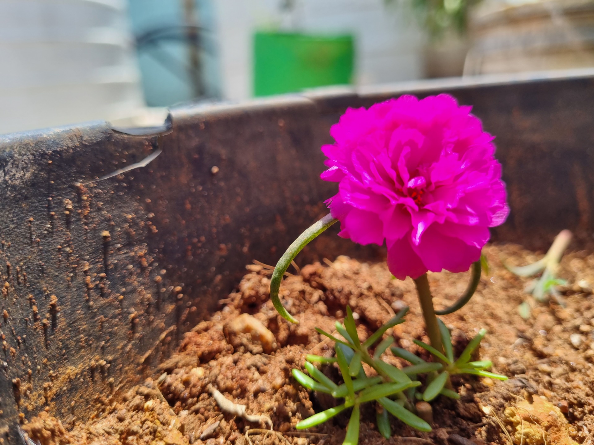 how to grow mums