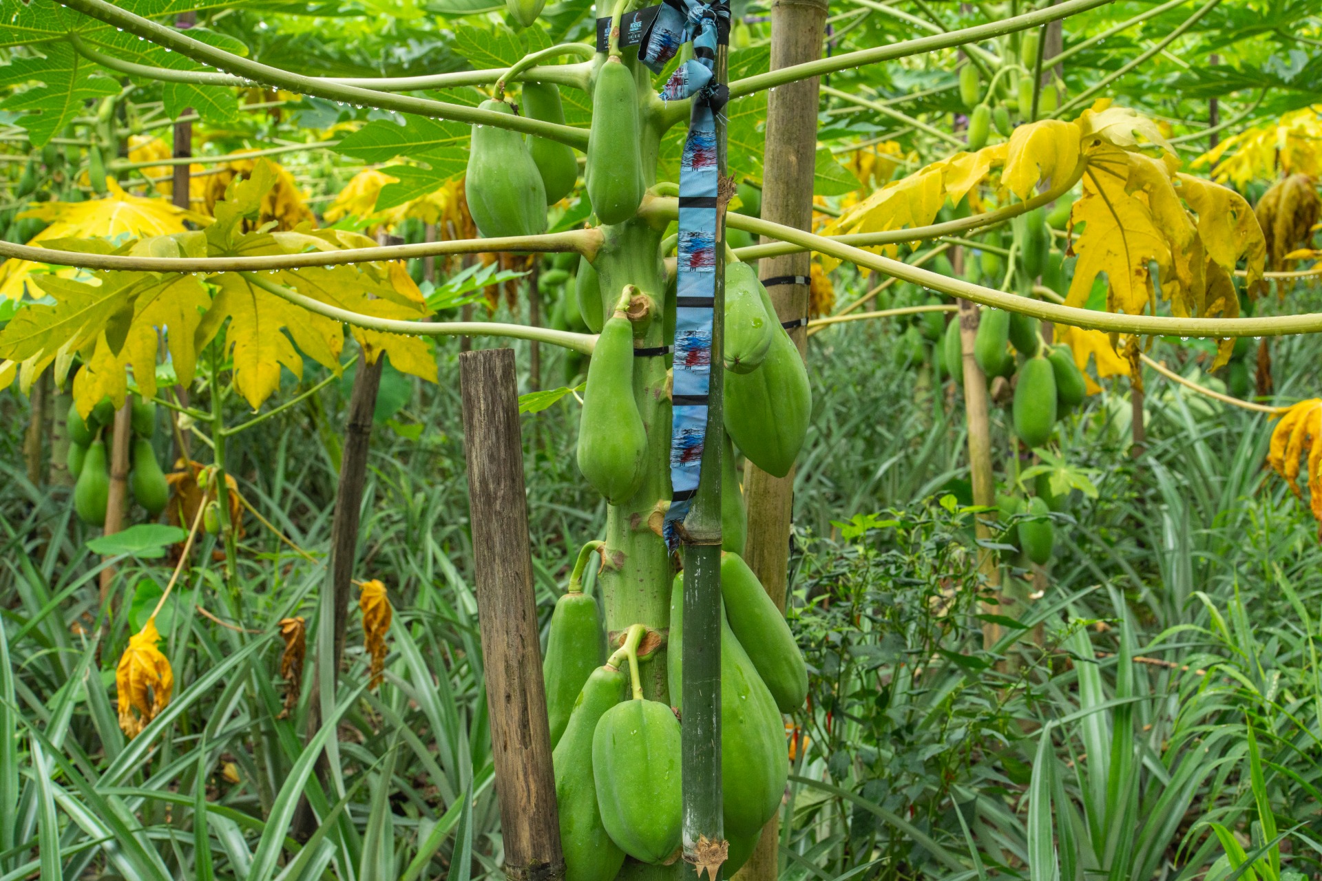 how to grow papaya from seeds