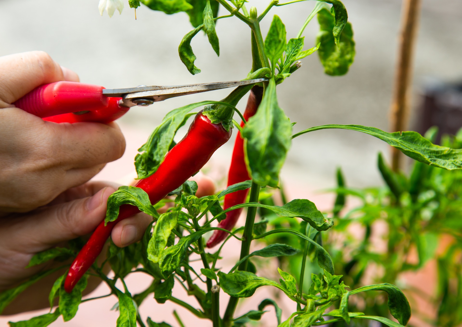 how to grow peppers