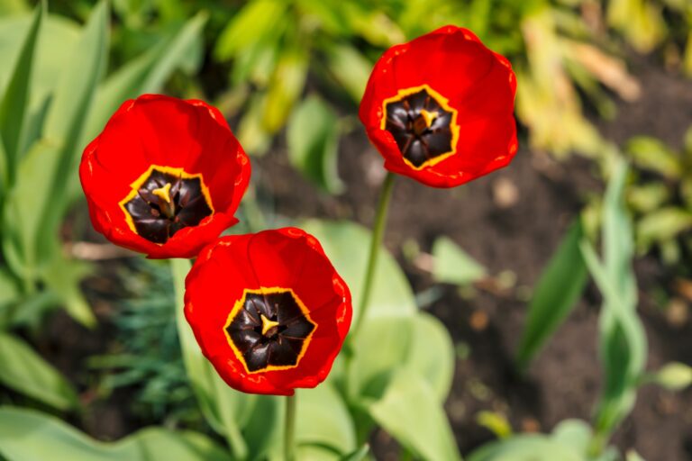 how to grow poppies