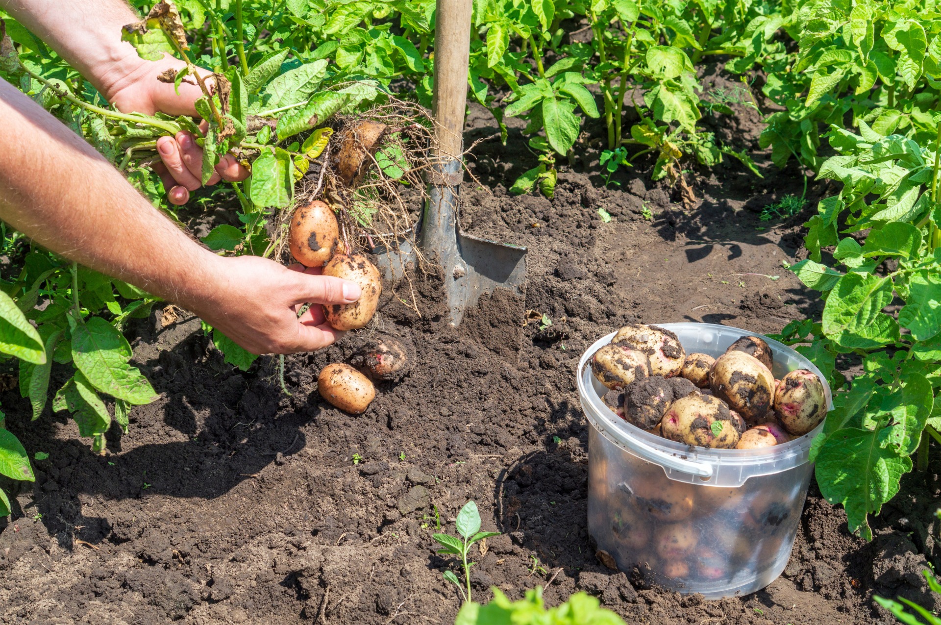 how to grow potatoes from potatoes