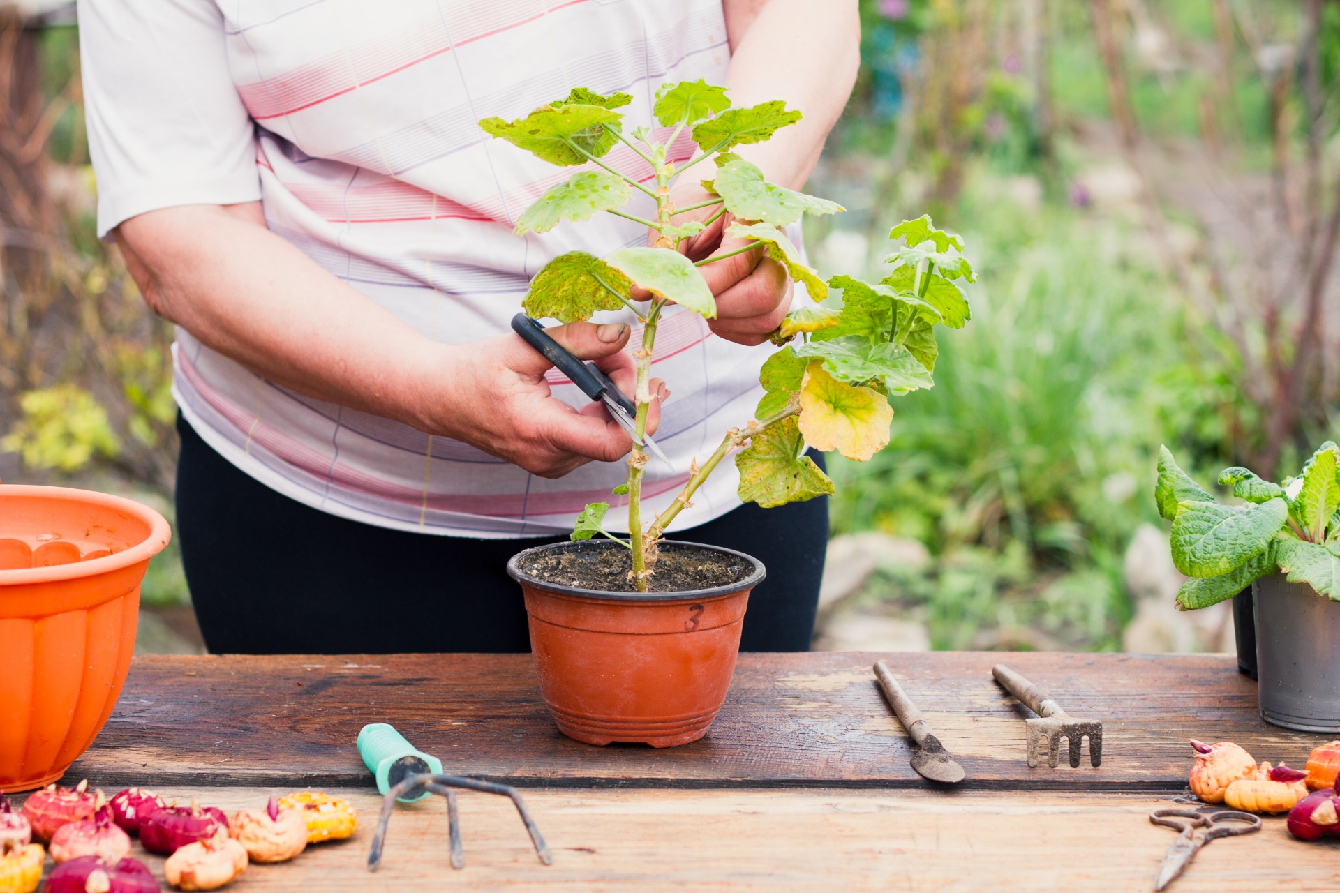 how to grow raspberries in a pot