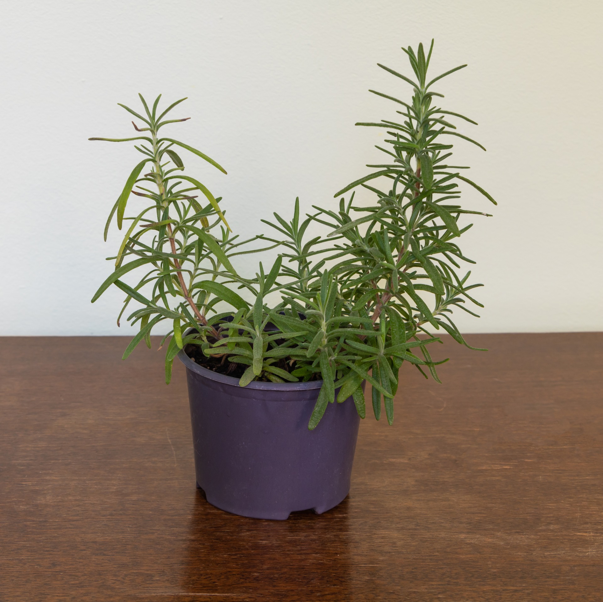 how to grow rosemary