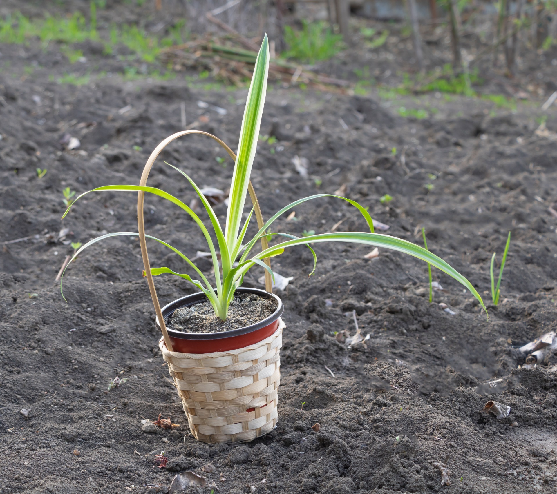 how to grow spider plants