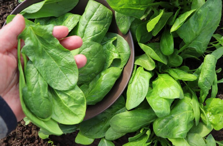 how to grow spinach
