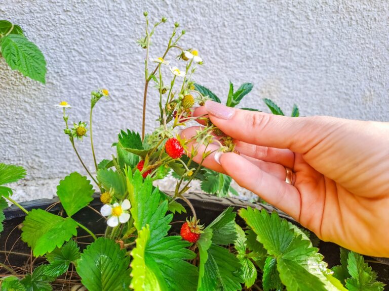 how to grow strawberries from seed