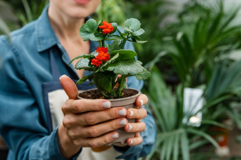 how to grow strawberries in a pot
