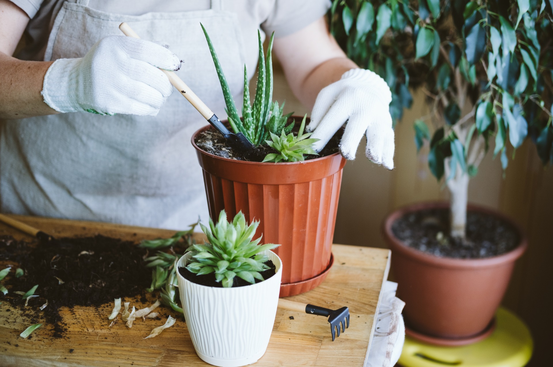 how to grow succulents