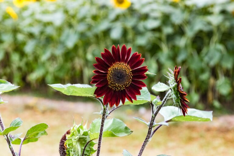 how to grow sunflowers
