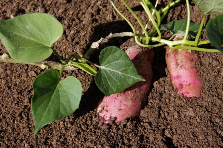how to grow sweet potatoes