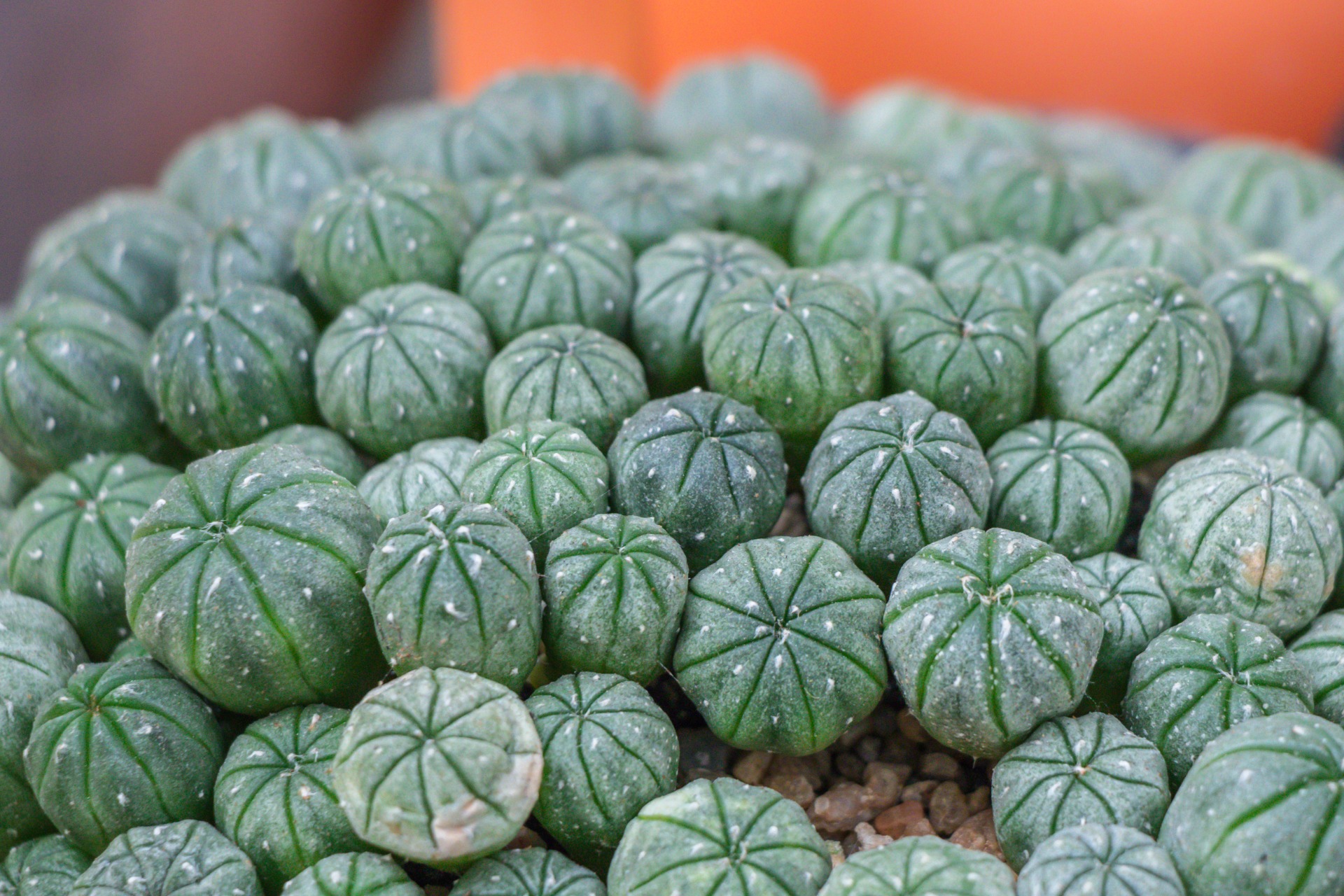 how to grow watermelon