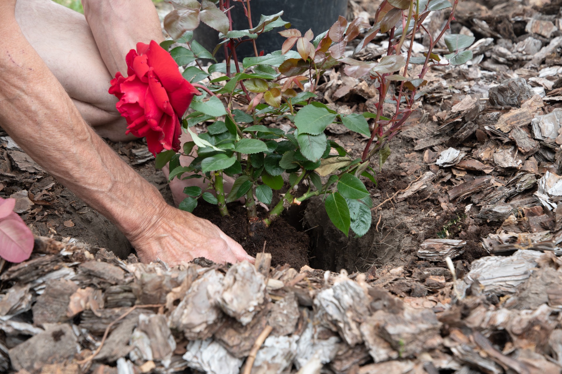 rose planting ideas how to grow